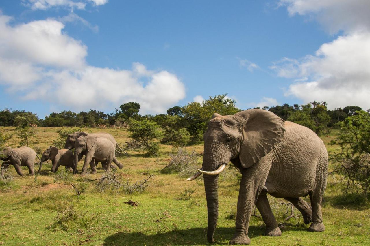 Pumba Private Game Reserve Grahamstown Esterno foto