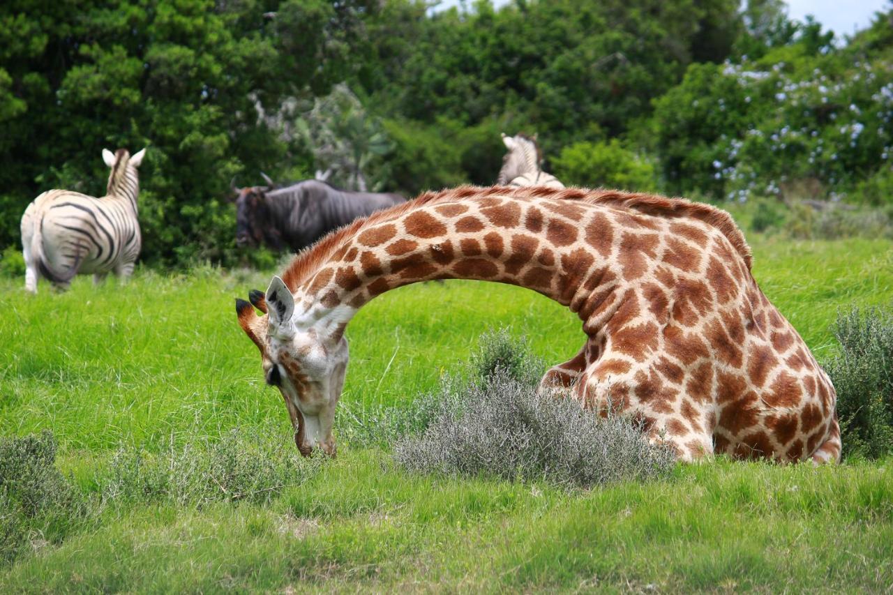 Pumba Private Game Reserve Grahamstown Esterno foto