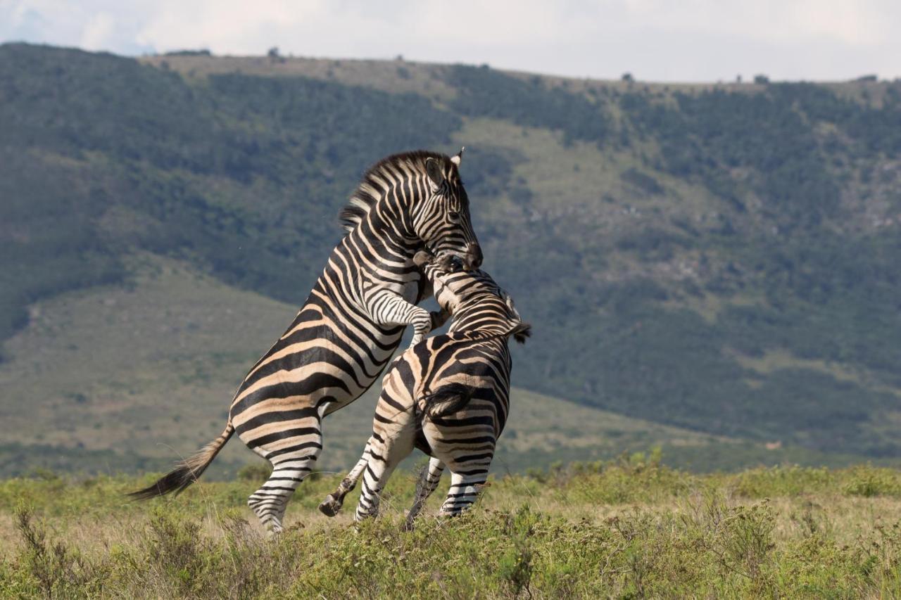 Pumba Private Game Reserve Grahamstown Esterno foto