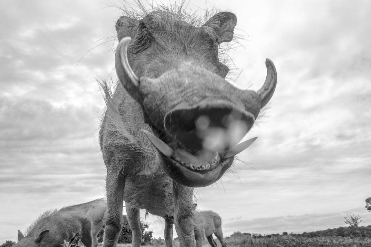 Pumba Private Game Reserve Grahamstown Esterno foto
