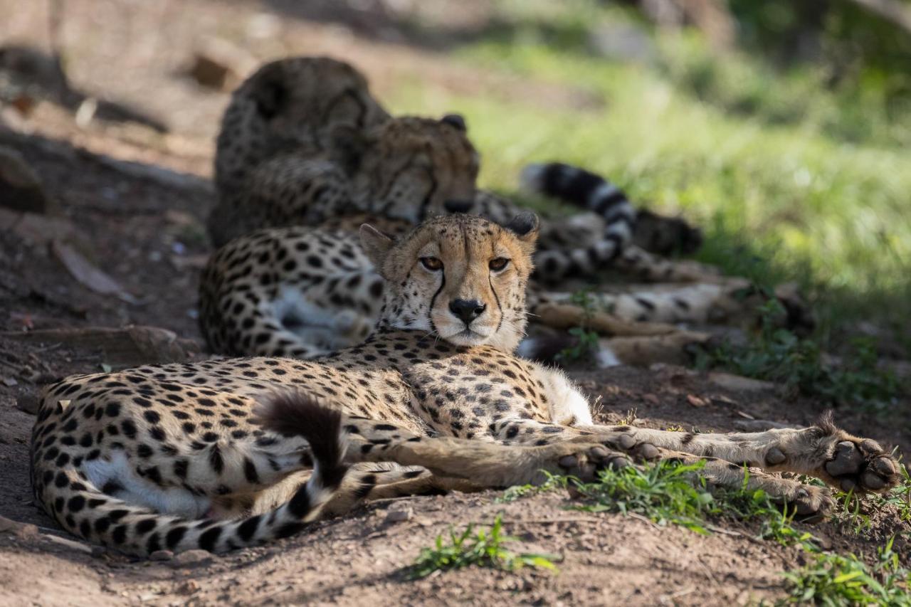 Pumba Private Game Reserve Grahamstown Esterno foto