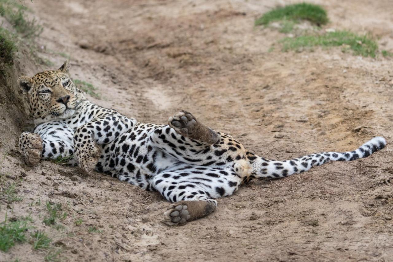 Pumba Private Game Reserve Grahamstown Esterno foto