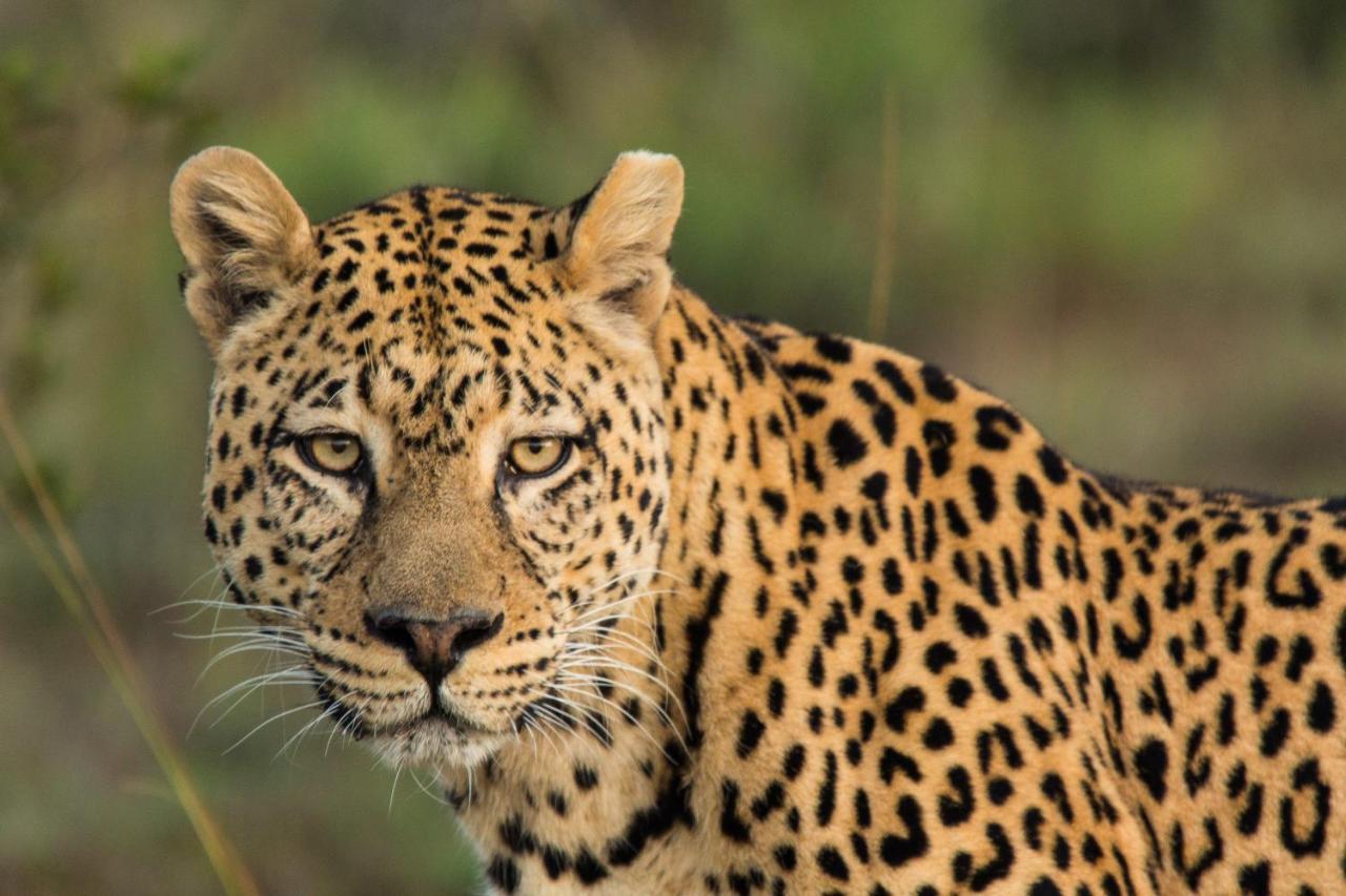 Pumba Private Game Reserve Grahamstown Esterno foto