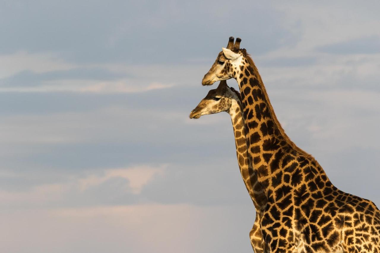Pumba Private Game Reserve Grahamstown Esterno foto