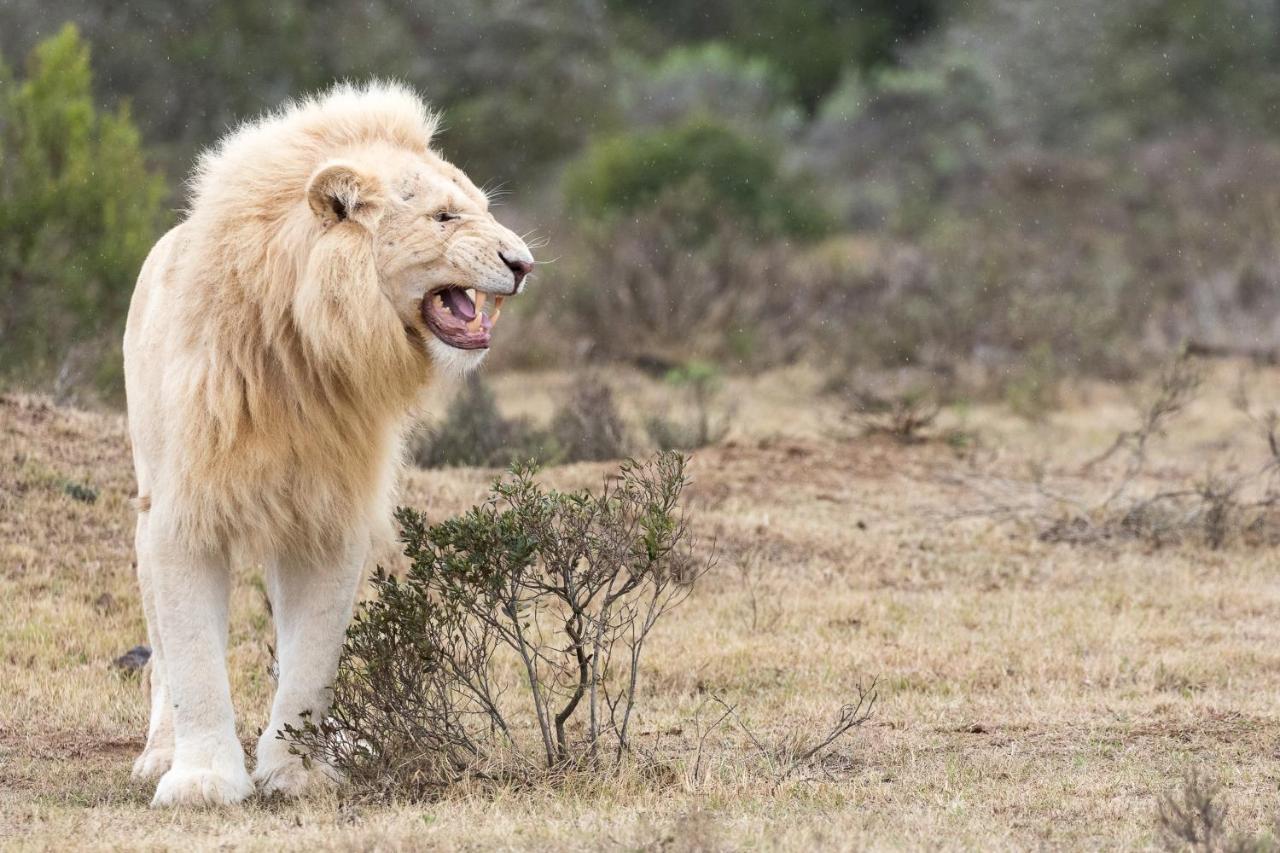 Pumba Private Game Reserve Grahamstown Esterno foto