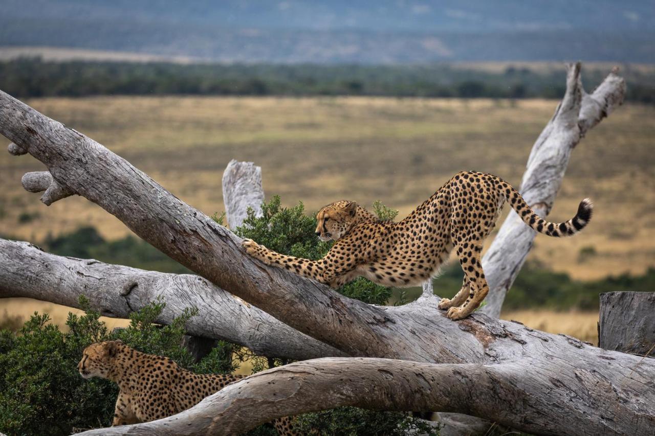 Pumba Private Game Reserve Grahamstown Esterno foto