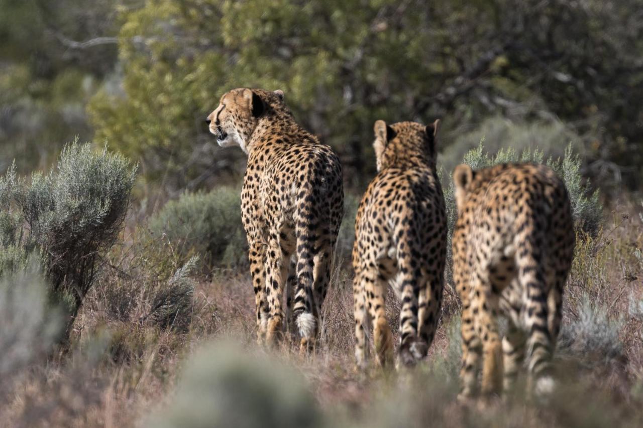 Pumba Private Game Reserve Grahamstown Esterno foto