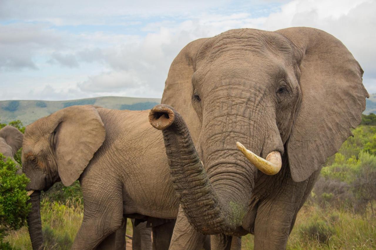 Pumba Private Game Reserve Grahamstown Esterno foto