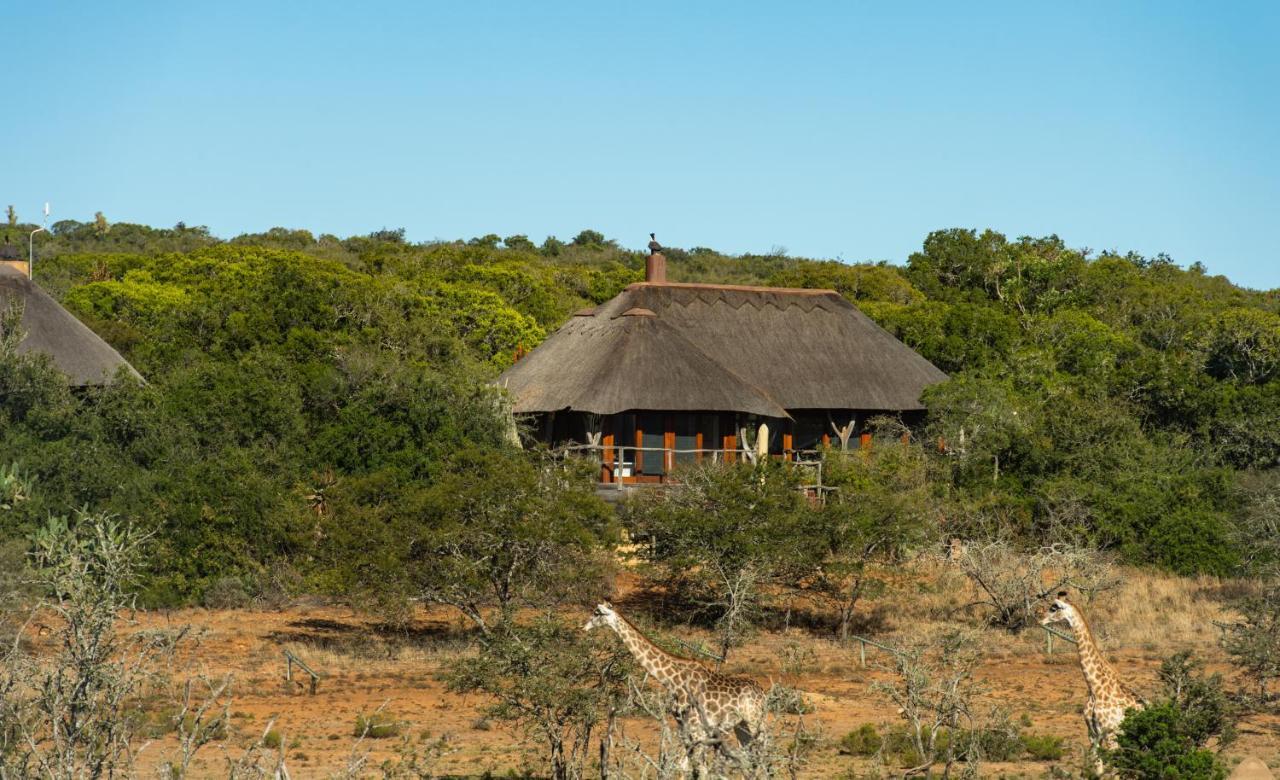 Pumba Private Game Reserve Grahamstown Esterno foto